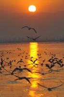 Sand Lake Birds and Sunset